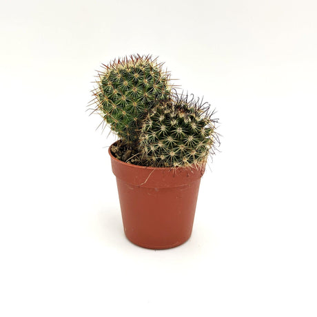 Mammillaria Spinosissima SSP MillStore (2495391)