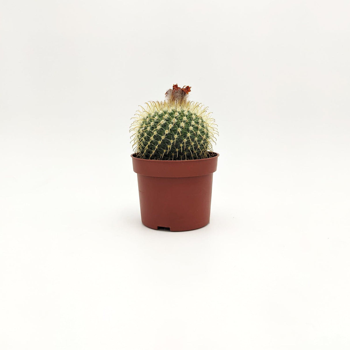 Mammillaria ssp A MillStore (2495392)