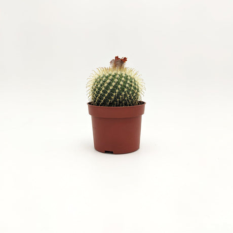 Mammillaria ssp A MillStore (2495392)