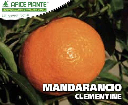 Mandarancio Clementine - v. 24 cm - Apice Piante Apice piante (2495393)
