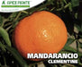 Mandarancio Clementine - v. 24 cm - Apice Piante Apice piante
