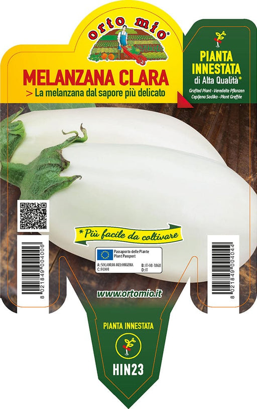 Melanzana bianca Clara F1 - 1 pianta innestata v.14 cm - Orto Mio Orto Mio (2495568)