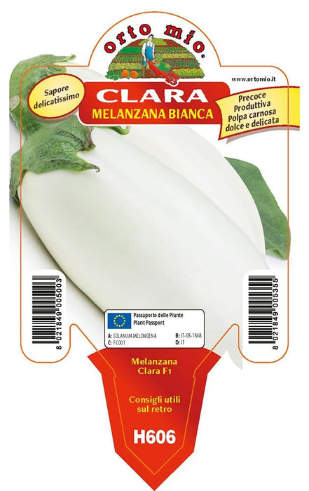 Melanzana bianca Clara F1 - 1 pianta vaso da 10 cm - Orto Mio Orto Mio