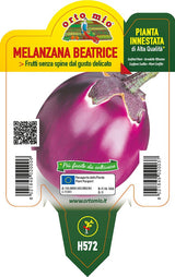 Melanzana Lilla Beatrice F1 - 1 pianta innestata v.10 cm - Orto Mio Orto Mio (2495571)