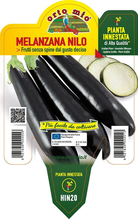 Melanzana lunga nera - 1 pianta Innestata v.14 cm - Orto Mio Orto Mio