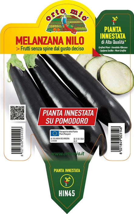Melanzana lunga nera Innestata su Pomodoro - 1 pianta v.14 cm - Orto Mio Orto Mio