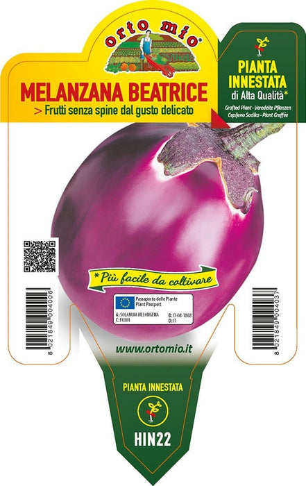 Melanzana tonda lilla Beatrice F1 - 1 pianta innestata v.14 cm - Orto Mio Orto Mio