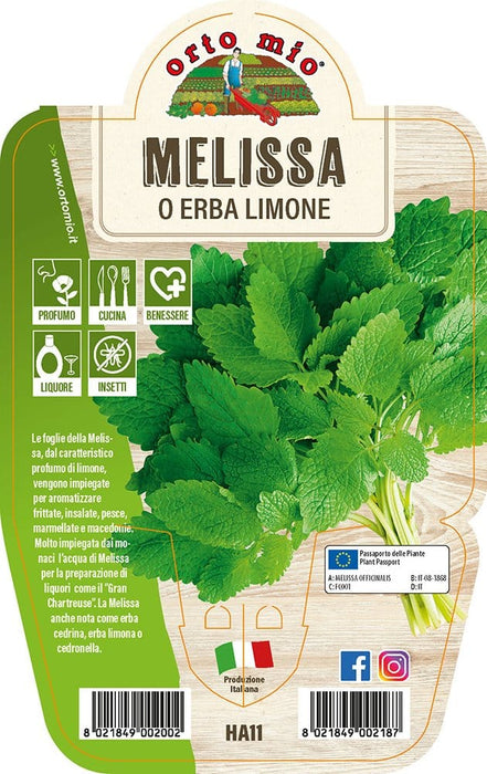 Melissa o Erba Limone - 1 pianta v.14 cm - Orto Mio Orto Mio (2495590)