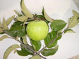 Melo Granny Smith - V. 24 cm - Apice Piante Apice piante (2495595)