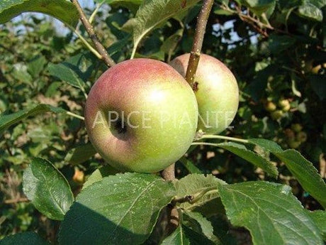 Melo Piana - Rosa (Varietà Antica) - V. 20 cm - Apice Piante Apice piante (2495597)