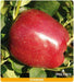 Melo Starking Rosso - v. Cm.20 - Apice Piante Apice piante (2495599)