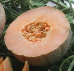 Melone Esador F1 Special - L'Ortolano L'Ortolano (2495605)