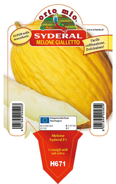 Melone gialletto Syderal F1 - 1 pianta v.10 cm - Orto Mio Orto Mio