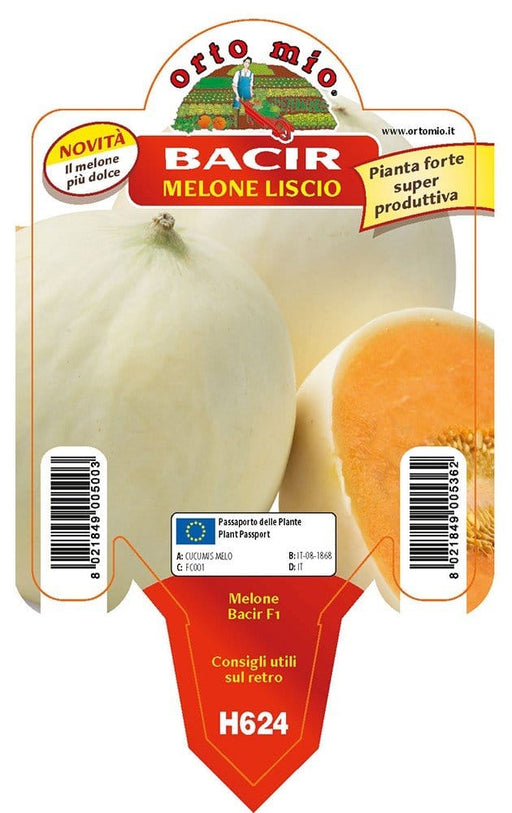 Melone liscio Bacir F1 - 1 pianta vaso 10 - Orto Mio Orto Mio (2495608)
