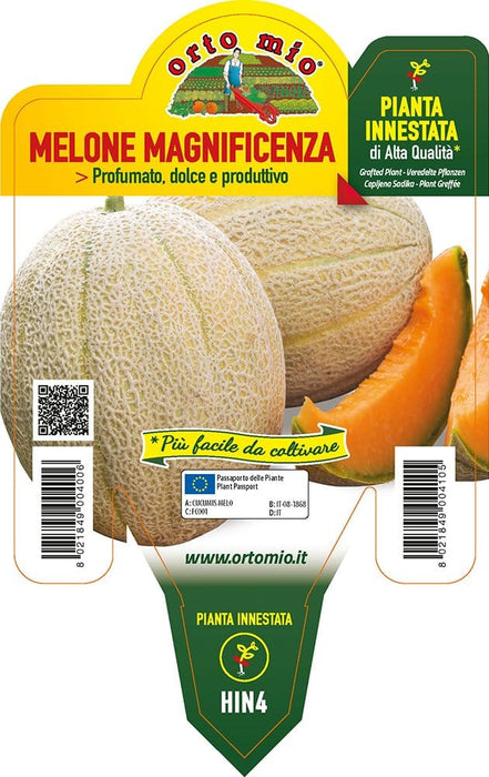 Melone retato con fetta Magnificenza F1 - 1 pianta innestata v.14 cm - Orto Mio Orto Mio