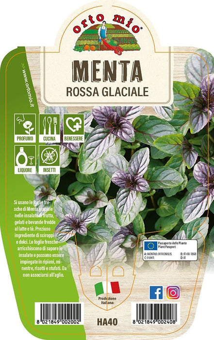 Menta Rossa Glaciale - 1 pianta v.14 cm - Orto Mio Orto Mio