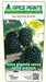 Mora dei Giardini Precoce senza spine - v. 18 x 13 cm - Apice Piante Apice piante (2495796)