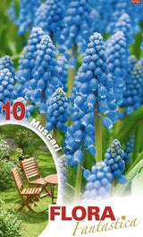 Muscari Armeniacum - 10 bulbi Fioral (2495811)