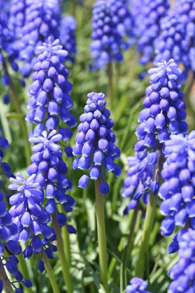 Muscari Armeniacum - 15 Bulbi MillStore (2495813)