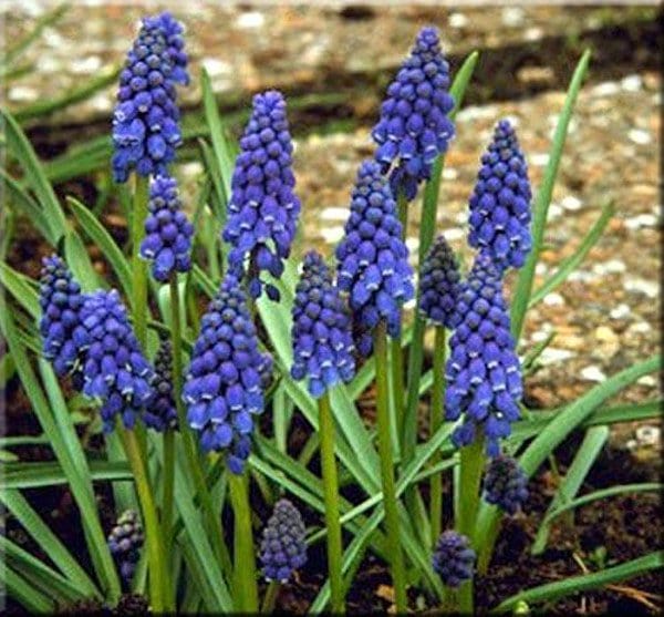 Muscari Armeniacum - Confezione da 10 bulbi Fioral (2495812)