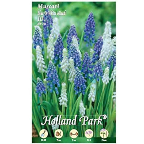 Muscari Blue & White Mixed - 10 bulbi Fioral (2495814)