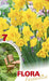 Narciso Botanici Giallo - 7 bulbi Fioral (2495860)