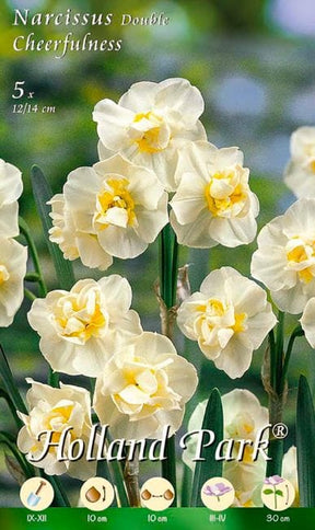 Narciso Double Cheerfulness - 5 bulbi Fioral (2495861)