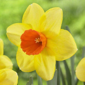 Narciso Large Cupped Juanita - Confezione da 5 bulbi Fioral (2495865)