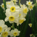 Narciso Tazetta Minnow - Confezione da 5 bulbi Fioral (2495869)