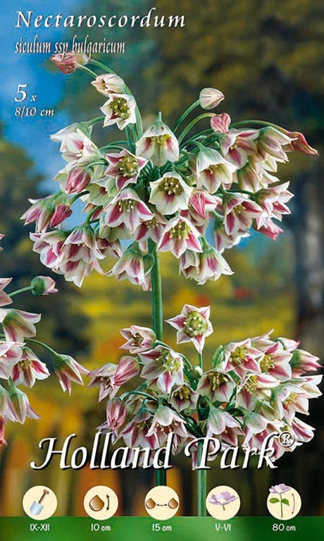 Nectaroscordum Siculum ssp Bulgaricum (Allium) - 5 Bulbi Fioral (2495975)