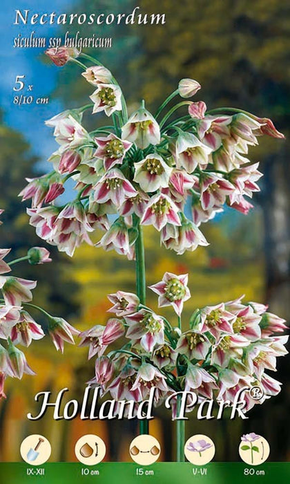 Nectaroscordum Siculum ssp Bulgaricum (Allium) - 5 Bulbi Fioral (2495975)