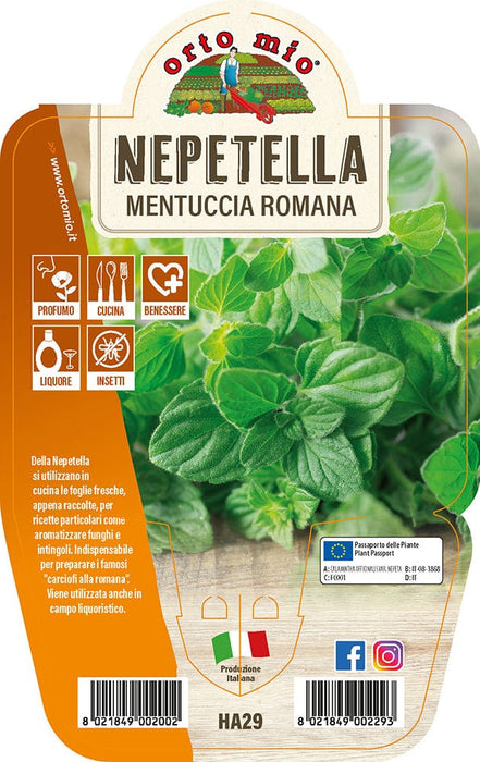 Nepetella o Mentuccia Romana - 1 pianta v.14 cm - Orto Mio Orto Mio