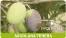 Olivo Ascolana - 2 AnnI - v. 13 x 13 cm - Apice Piante Apice piante (2496393)