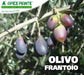 Olivo Frantoio - 2 Anni - v. 13 x 13 cm - Apice Piante Apice piante