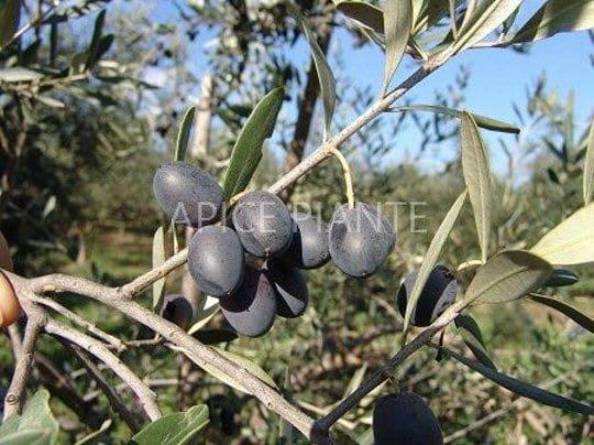 Olivo Leccino - 2 Anni - v. 13 x 13 cm - Apice Piante Apice piante