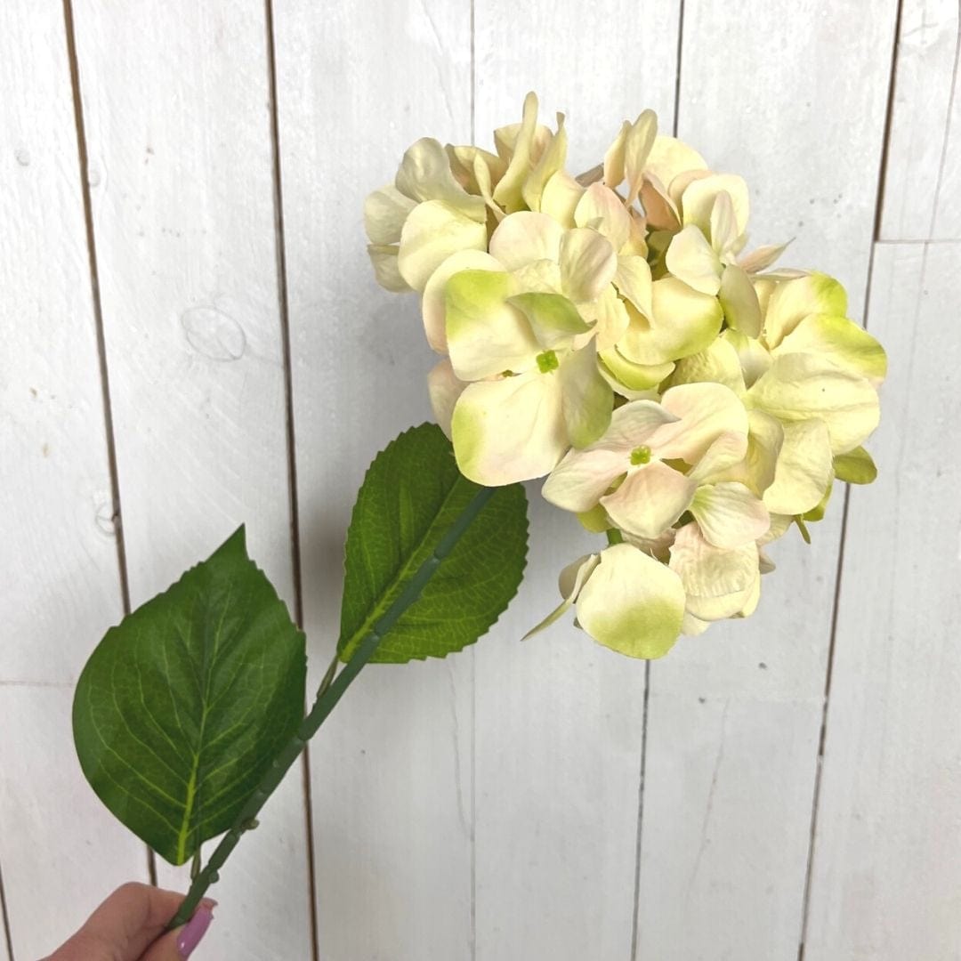 Ortensia decorativa - 68 cm Crema Blumissima (2496415)