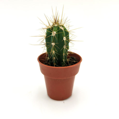 Pachycereus Pecten-Aboriginum ssp 3,5 cm / SSP MillStore (2496477)