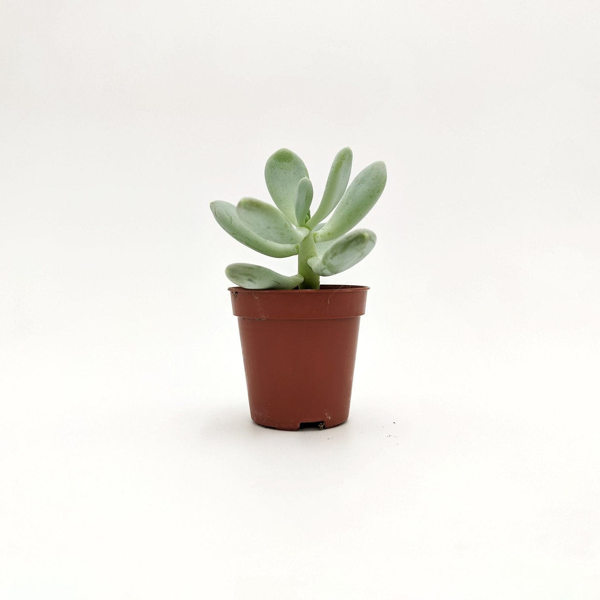 Pachyphytum oviferum -  5 cm x h 10 cm MillStore (2496478)