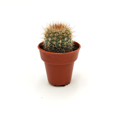 Parodia Erubescens ssp 3,5 cm / SSP MillStore (2496582)