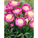 Peonia Bowl of Beauty - 1 bulbo Fioral (2496645)