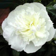 Peonia Duchesse de Nemours Bernhardt - 1 bulbo Fioral (2496647)