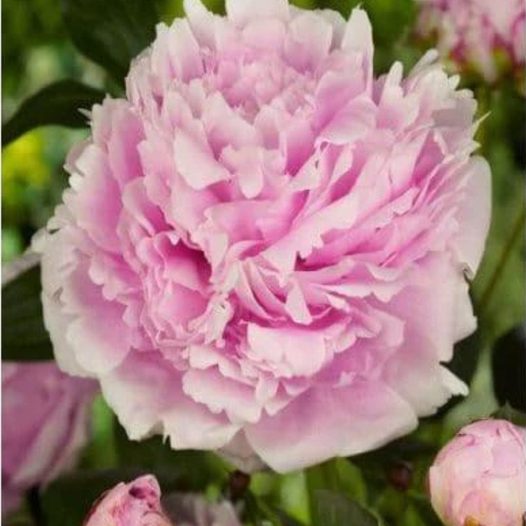 Peonia Sara Bernhardt Rosa - 1 bulbo Fioral