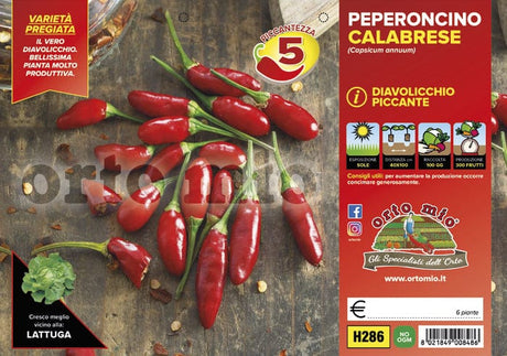 Peperoncino piccante Diavolicchio Calabrese Italico F1 - 6 piante - Orto Mio Orto Mio (2496653)