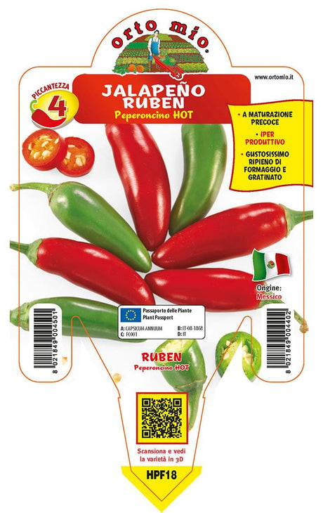 Peperoncino piccante HOT Messicano Jalapeño Ruben - 1 pianta v.14 cm - Orto Mio Orto Mio (2496667)