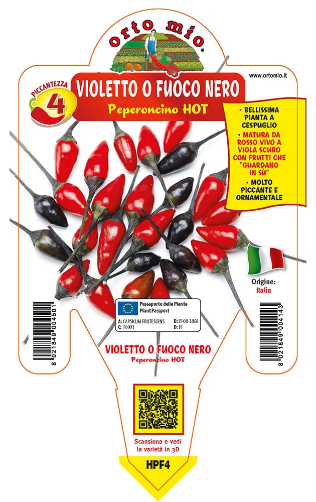 Peperoncino piccante HOT Violetto o fuoco nero - 1 pianta v.14 - Orto Mio Orto Mio (2496677)