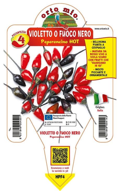 Peperoncino piccante HOT Violetto o fuoco nero - 1 pianta v.14 - Orto Mio Orto Mio (2496677)