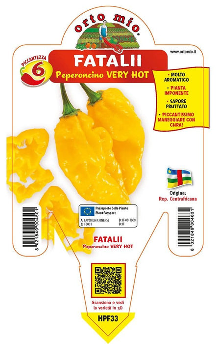 Peperoncino piccante very hot Fatalii - v. 14 cm - Orto Mio Orto Mio