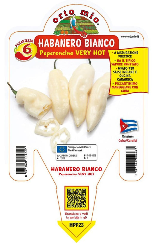 Peperoncino piccante VERY HOT Habanero bianco - 1 pianta v.14 cm - Orto Mio Orto Mio (2496690)