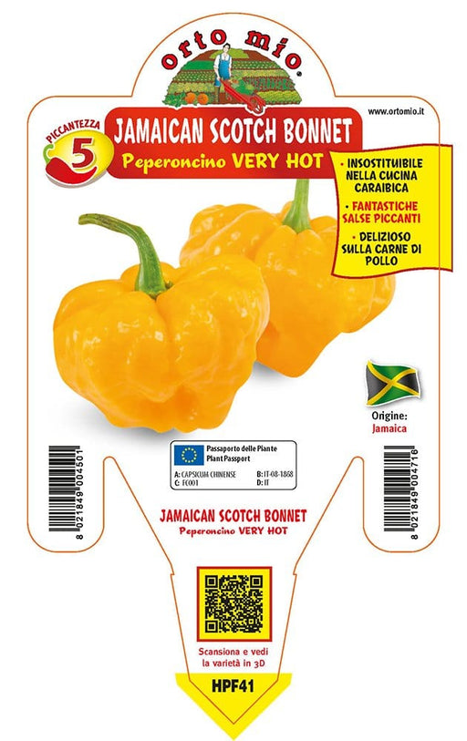 Peperoncino piccante VERY HOT Jamaican Scotch Bonnet - 1 pianta v.14 cm - Orto Mio Orto Mio (2496694)