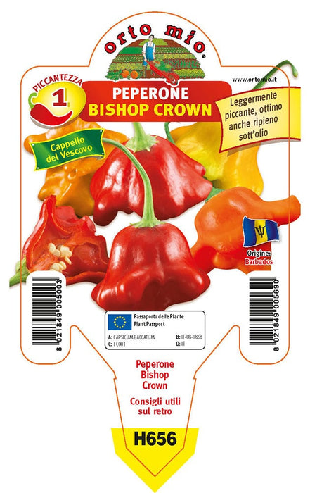 Peperone Cappello del Vescovo Bishop Crown - 1 pianta v.10 cm - Orto Mio Orto Mio
